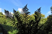 12 Splendide verdi felci si stagliano nell'azzurro